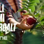 Ettevõtte nime valimine: kuidas teha tark otsus ja vältida hilisemaid probleeme